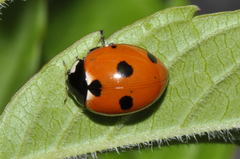 Coccinella magnifica