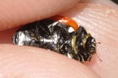 Coccinella magnifica