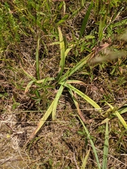 Carex laxiculmis