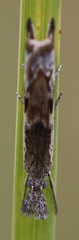 Platytes alpinella