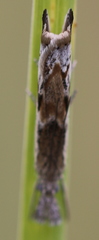 Platytes alpinella