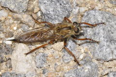 Machimus chrysitis
