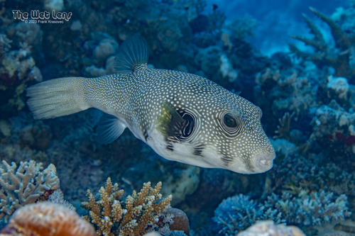 White-spotted Puffer — seen at this dive site