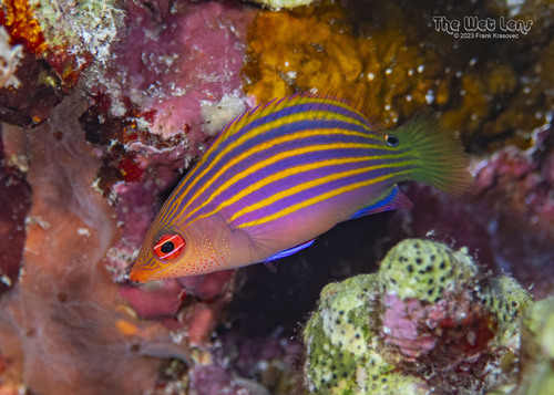 Foto de Labrido de seis lineas (Pseudocheilinus hexataenia)