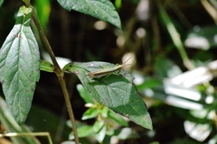 Metaleptea adspersa