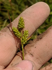 Carex hirsutella