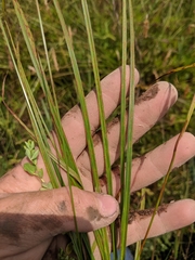 Carex hirsutella