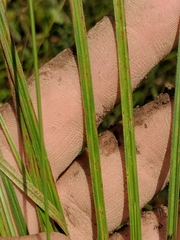 Carex hirsutella