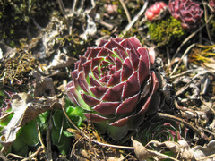 Sempervivum caucasicum