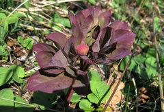 Paeonia caucasica