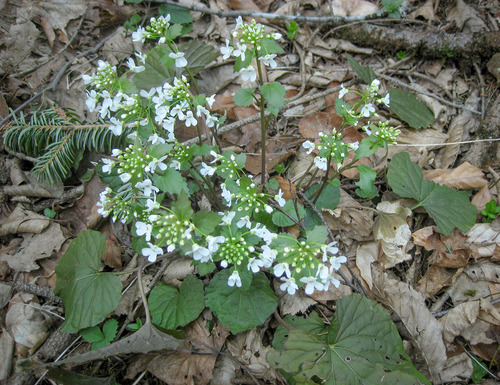 Caucasian Penny-cress