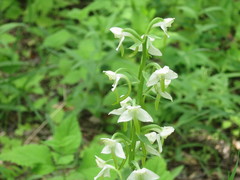 Platanthera densa