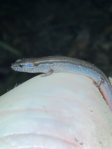 Calyptotis scutirostrum