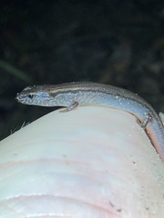 Calyptotis scutirostrum