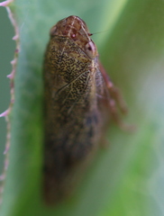 Omalophora pectoralis