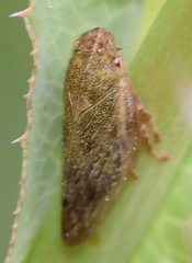 Omalophora pectoralis