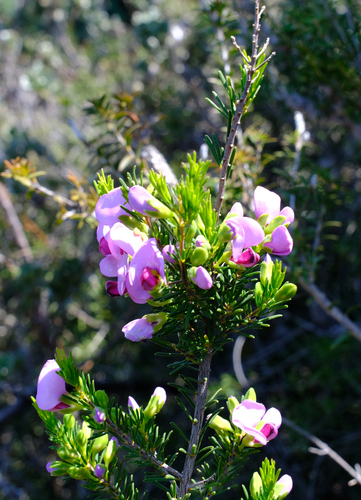 Image of Gompholobium scabrum by (c) Peter Crowcroft, some rights reserved (CC BY)
