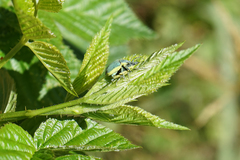 Chlorophanus viridis