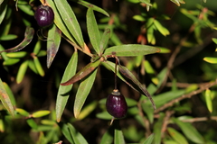 Billardiera macrantha