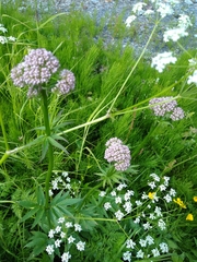 Valeriana officinalis