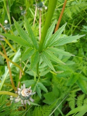 Valeriana officinalis