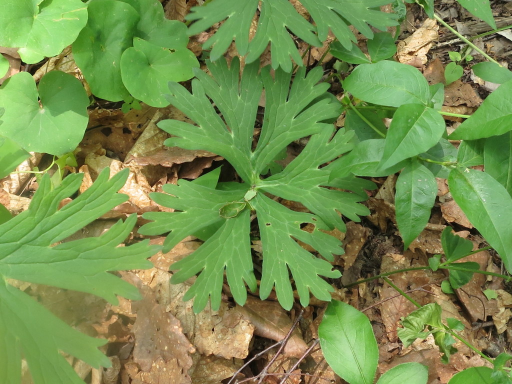 Aconitum kirinense; photograph (c) Repina Tatyana, some rights reserved (CC BY)