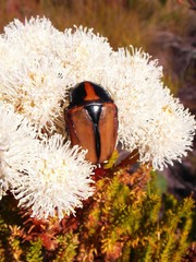 Trichostetha signata