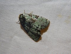 Leuconycta lepidula