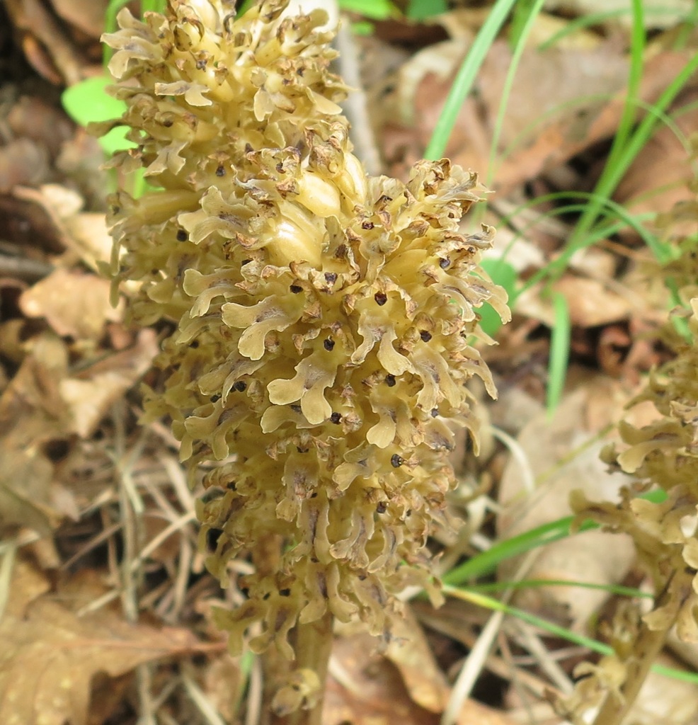 Neottia papilligera
