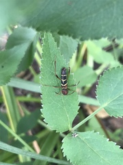 Neoclytus acuminatus