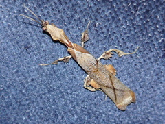 Phyllocrania paradoxa