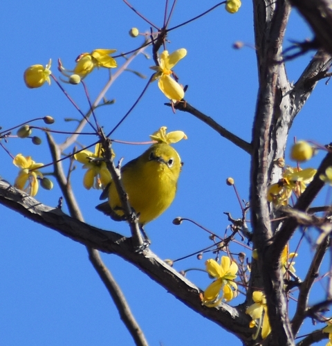 Pale White-eye (Zosterops flavilateralis), photo 5
