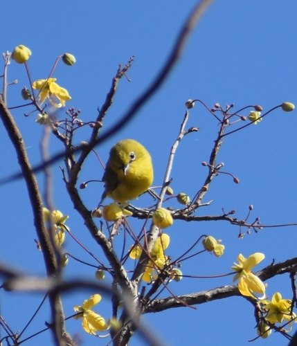 Pale White-eye (Zosterops flavilateralis), photo 4