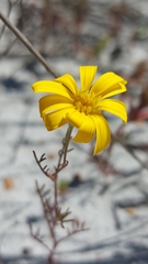 Steirodiscus tagetes, photograph (c) Jacques van der Merwe, some rights reserved (CC BY-SA)
