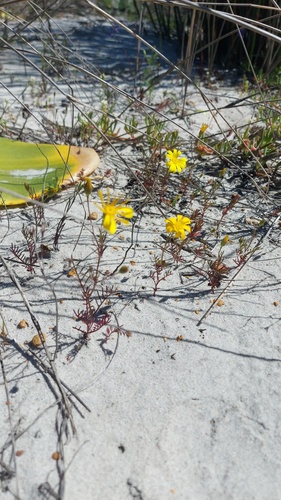 Steirodiscus tagetes, photograph 6