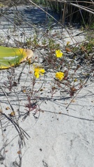 Steirodiscus tagetes, photograph (c) Jacques van der Merwe, some rights reserved (CC BY-SA)