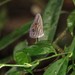 Magneuptychia tricolor - Photo (c) Sidnei Dantas, some rights reserved (CC BY-NC), uploaded by Sidnei Dantas
