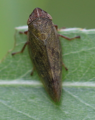 Omalophora pectoralis