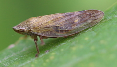 Omalophora pectoralis