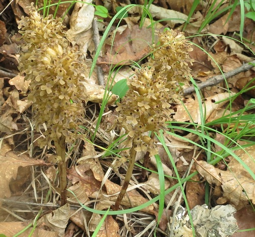 Image of Neottia papilligera by (c) Repina Tatyana, some rights reserved (CC BY)