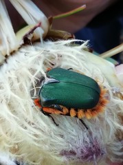 Trichostetha fascicularis