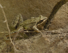 Rana macrocnemis