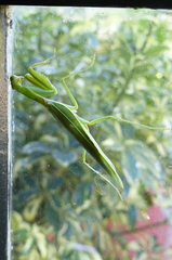 Hierodula tenuidentata