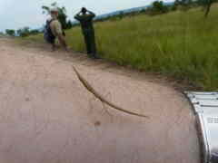 Pyrgomantis rhodesica