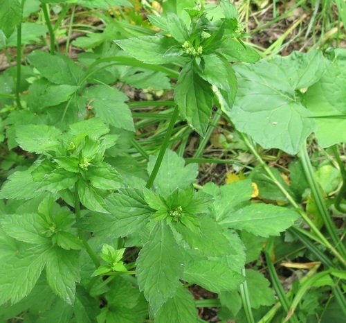Image of Chinese Sanicle (Sanicula chinensis) by (c) Repina Tatyana, some rights reserved (CC BY)