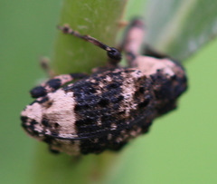 Cryptorhynchus lapathi