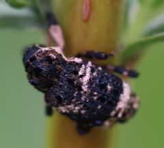 Cryptorhynchus lapathi