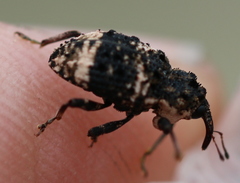 Cryptorhynchus lapathi