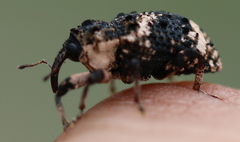 Cryptorhynchus lapathi