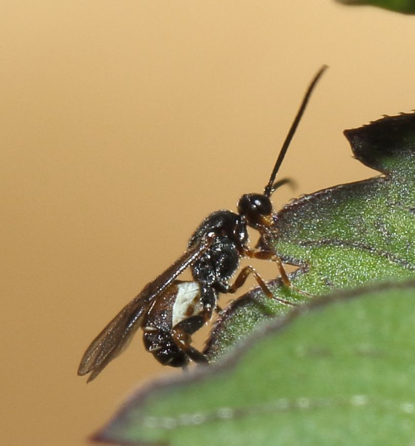 Braconid Wasps from Cedara; within 400 m of labs, Hilton, South Africa